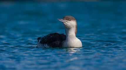 large waterfowl in its natural habitat, Black-throated Loon, Gavia arctica	