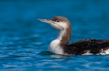 large waterfowl in its natural habitat, Black-throated Loon, Gavia arctica	