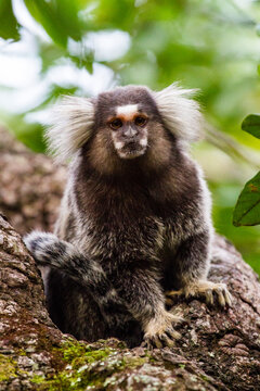 Portrait Of White Tufted-eared Marmoset In The Vila Do Abraao