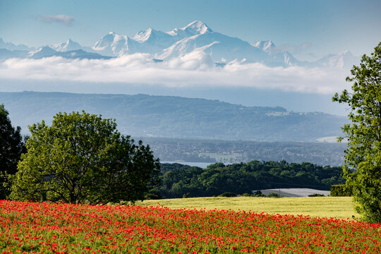 Landscape of Mont Blanc with red poppies, Givrins, Switzerland