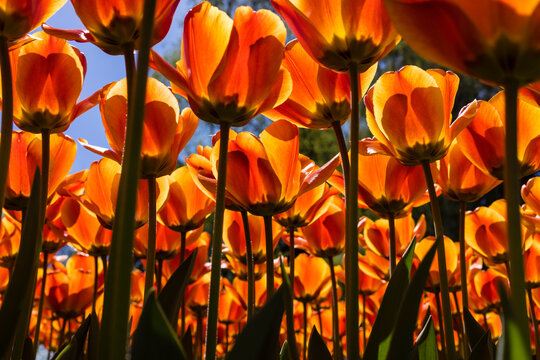 Low angle view of orange tulips, Morges, Vaud, Switzerland