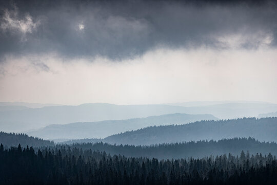 Rainy day over hills of Jura and forests of Spruce (Picea Abies), Gingins, Vaud, Switzerland