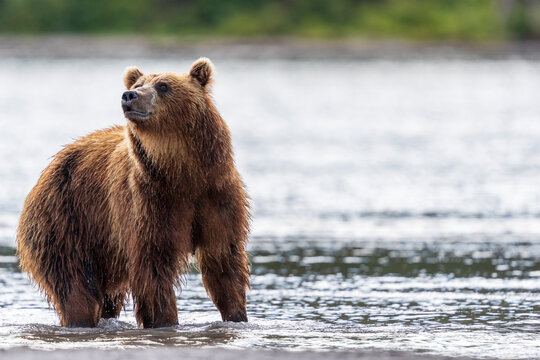 Brown bear&Acirc;&nbsp;(Ursus&Acirc;&nbsp;arctos), Kurile&Acirc;&nbsp;Lake, Kamchatka Peninsula, Russia