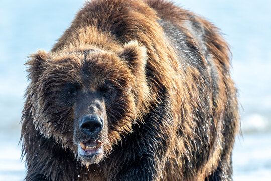 Brown bear&Acirc;&nbsp;(Ursus&Acirc;&nbsp;arctos), Kurile&Acirc;&nbsp;Lake, Kamchatka Peninsula, Russia