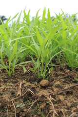 Green water spinach plants in growth at vegetable garden, vegetable in southeast asia, indonesia and China 
