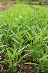 Green water spinach plants in growth at vegetable garden, vegetable in southeast asia, indonesia and China 
