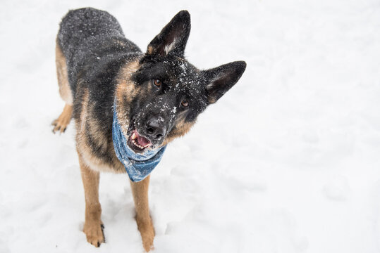 German shepherd looking at camera with head cocked