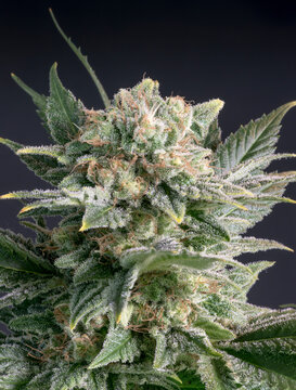 Microscopic view of THC trichomes of a medical marijuana plant in flower.