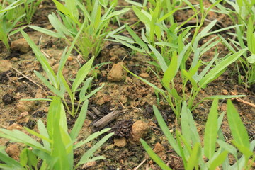 Green water spinach plants in growth at vegetable garden, vegetable in southeast asia, indonesia and China 
