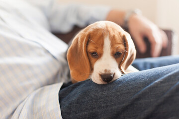 Beagle puppy snuggling on knees, Connecticut, USA
