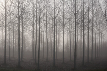 Forêt dans la brume