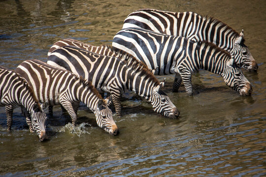 Herd of zebras drinking water, Maasai Mara, Kenya