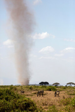 Dust devil and grazing zebras in Amboseli National Park, Kenya