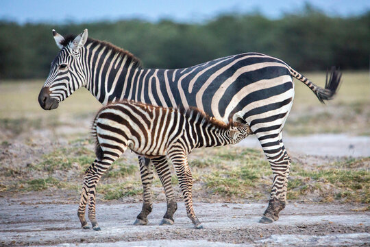 Zebra with suckling foal in Amboseli National Park, Kenya