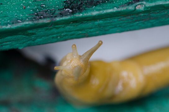 A banana slug inches along a table on a damp morning in the Redwoods National Park, California.