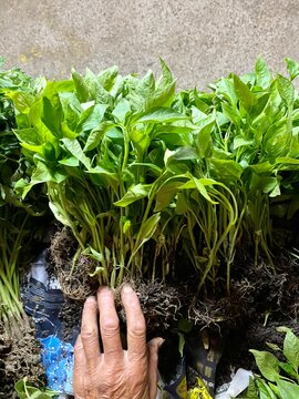 Seedlings pepper plants