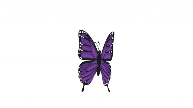 purple butterfly insect flying animation