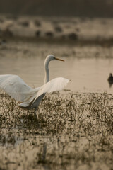 great white heron ardea cinerea with open wings about fly in wetland