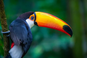 Cute Toucan tropical bird in Brazilian Pantanal with blurred background, Brazil © Aide