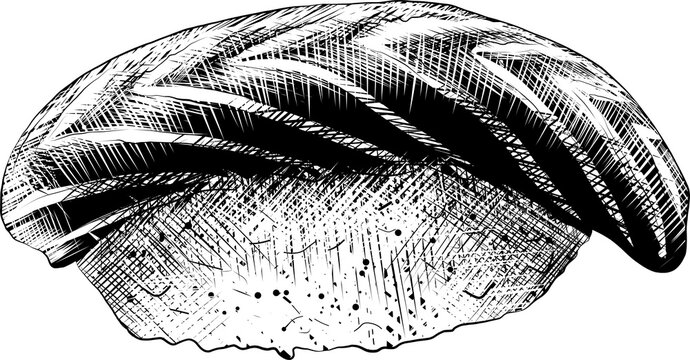 PNG engraved style illustration for posters, decoration and print. Hand drawn sketch of nigiri salmon in monochrome isolated on white background. Detailed vintage woodcut style drawing.	
