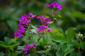 spring rain in the garden on strawberry leaves and lilac garden flowers
