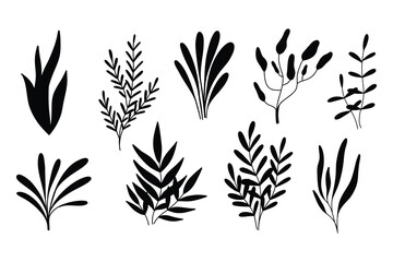 Algae silhouettes set. Vector illustration. Algae collection. Sea plants.