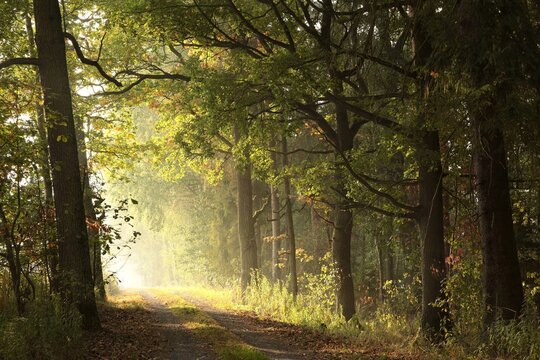 Rural road through a misty autumn forest during sunrise © Aniszewski