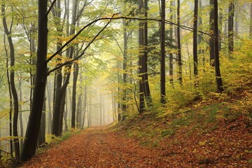 A trail through an autumn forest in a misty rainy weather - 574583959