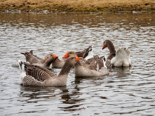 Southern Urals, Kaga village: domestic geese on the Kaga River.