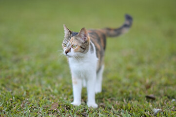 Fototapeta premium Tabby cat sitting outdoors in nature on the grass watching the garden 