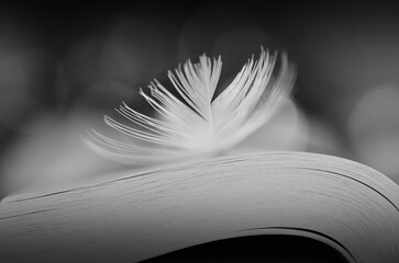 Feather on an open book in black and white