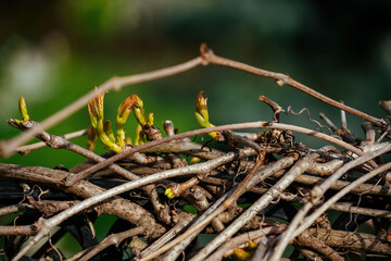 nature awakens in spring, the arrival of spring and the green shoots of a climbing plant in the garden