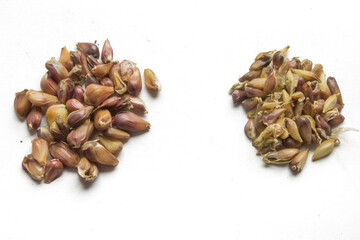 air bulbs garlic seeds planting material for growing garlic large cloves