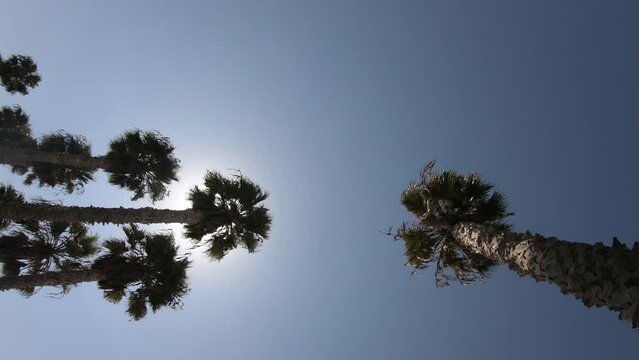 Sun shining through the palm trees in the famous Californian summer location Venice Beach in Los Angeles