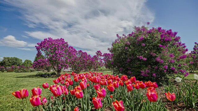 landscaped park with beautiful tulips and colorful trees. Motion blur timelapse
