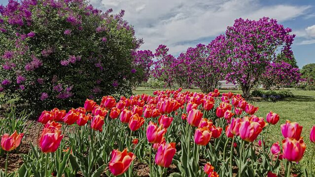 Beautiful colored tulups moving in the wind in a park. Motion blur timelapse