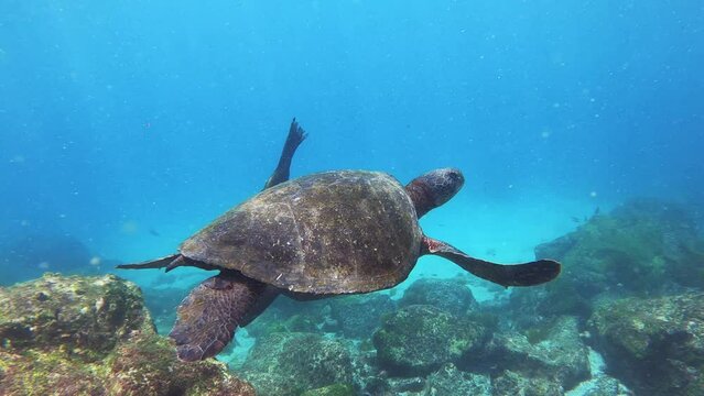 sea turtle sea lion water travel ocean underwater cinematic gopro beautiful wildlife