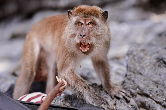 Wild angry macaque monkey on the beach.