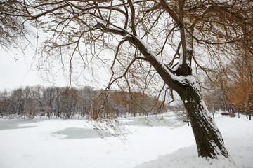 Winter in the city park