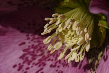 レンテンローズ