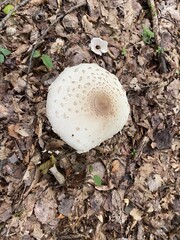 Wild Mushroom
