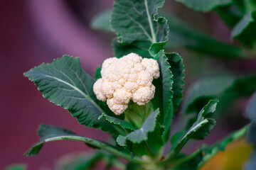 White cauliflower plant, growing in organic produce garden.