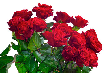 Bouquet of roses on a white background close-up.