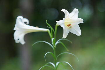 ユリの花