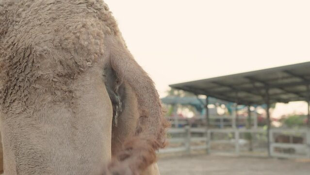 A female dromedary camel peeing close up. Urine from camels has been used in the as prophetic medicine for centuries.
