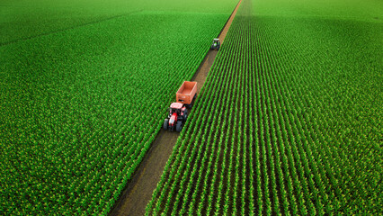 Aerial view of tractor working in corn fields. 3d render © kinwun