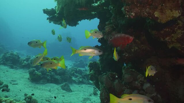 Shoal of yellow Sea Perch swims near the reef, slow motion. A school of Dory snapper or Blackspot snapper (Lutjanus fulviflamma) floats around a coral reef in the morning time
