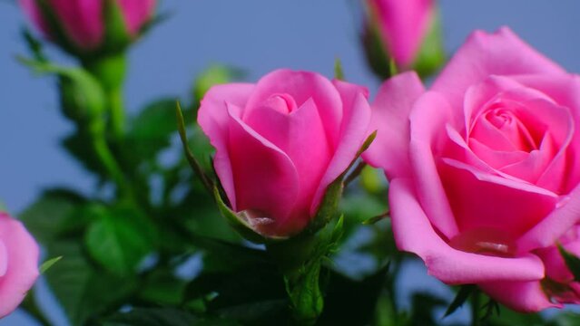 bud of pink roses. Flower bouquet in blue background. macro footage.