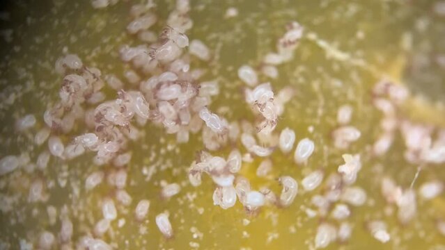 Cheese Mites Feeding On Fungal Hyphae Growing On The Rind. macro