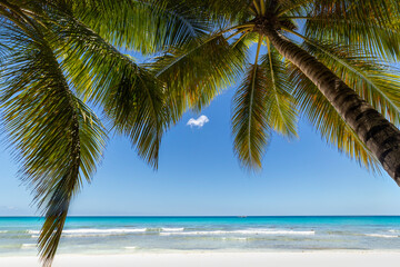 Naklejka na ściany i meble Tropical beach in caribbean sea, idyllic Saona island, Dominican Republic